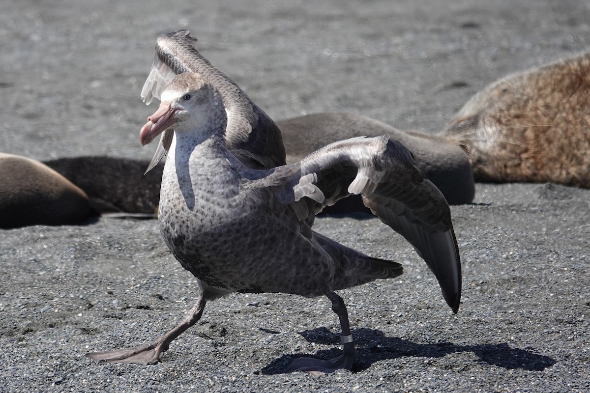 Northern Giant-Petrel - ML629113225