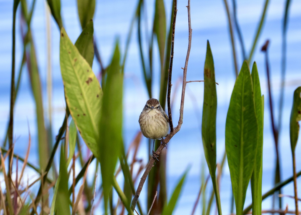 Palm Warbler - ML629113286