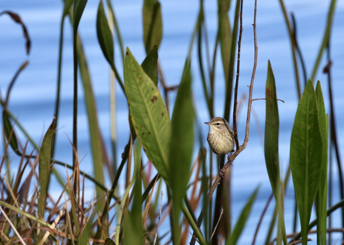 Palm Warbler - ML629113287