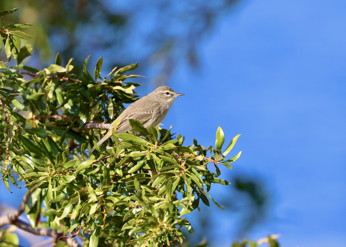 Palm Warbler - ML629113288