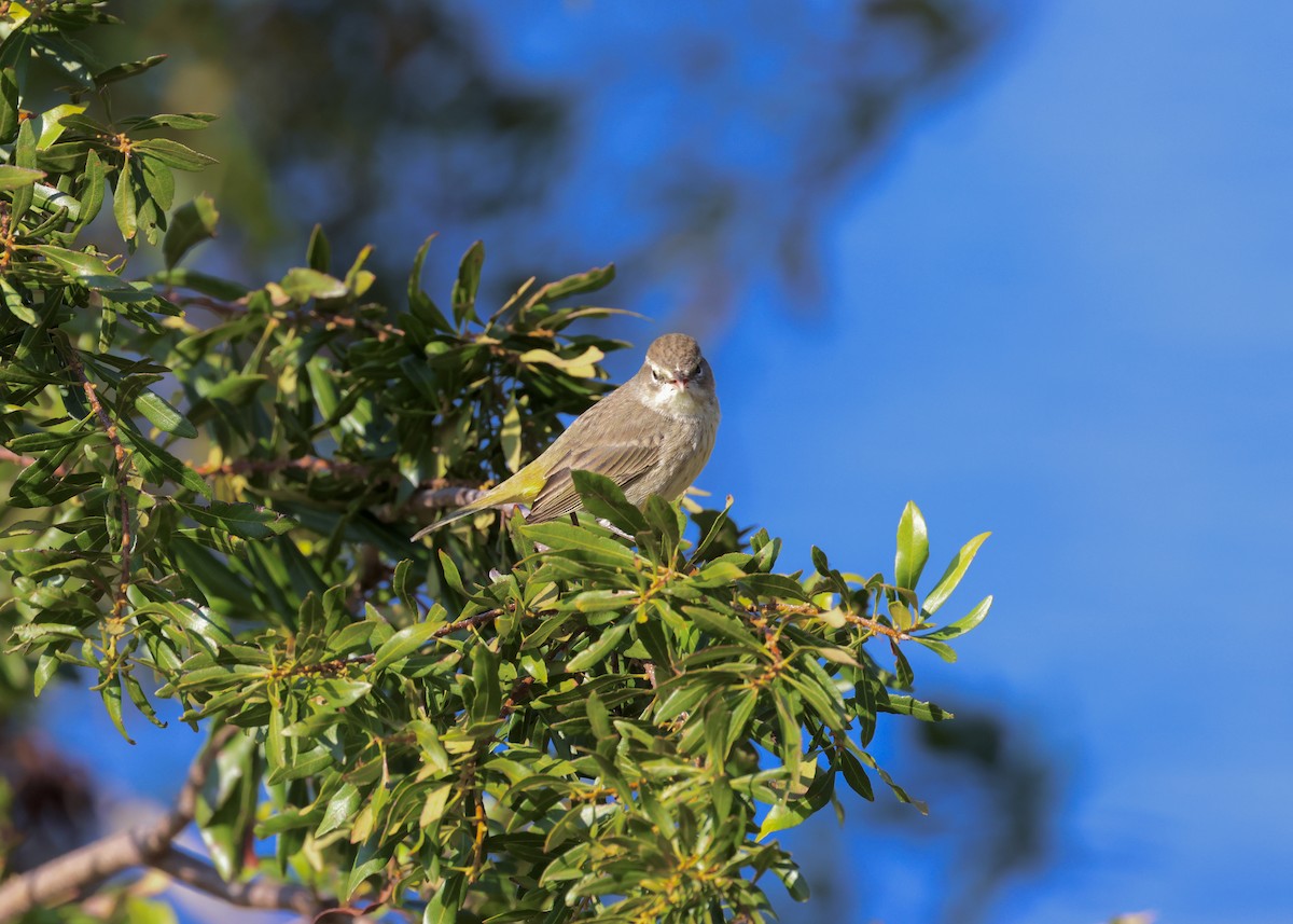 Palm Warbler - ML629113289