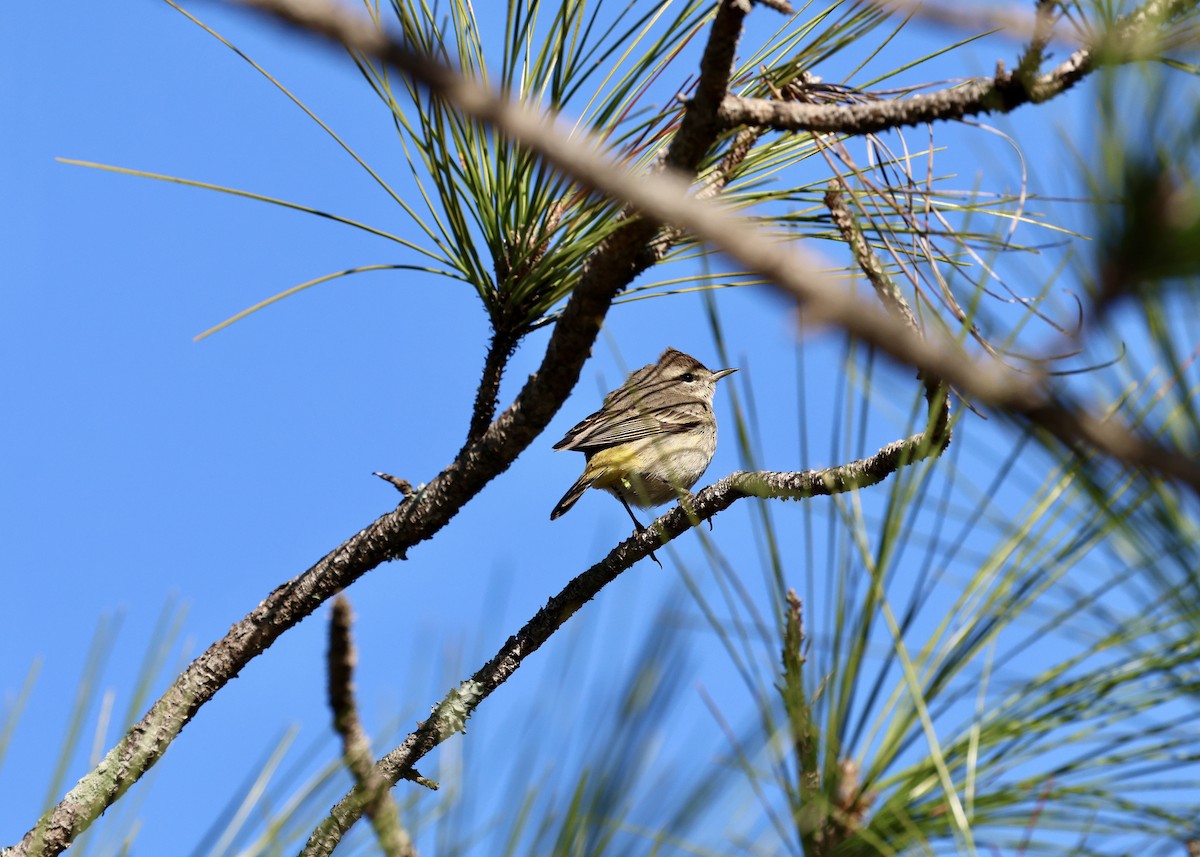 Palm Warbler - ML629113290