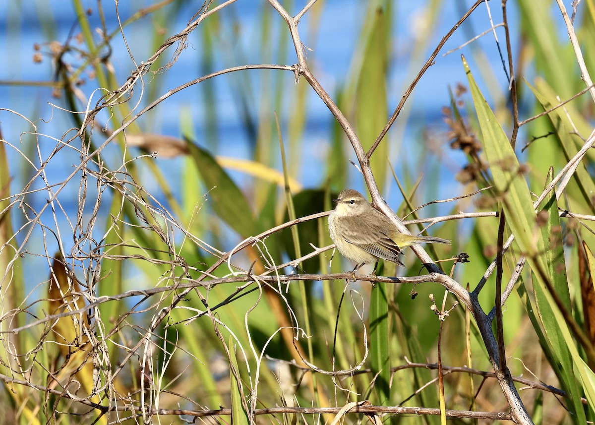 Palm Warbler - ML629113291