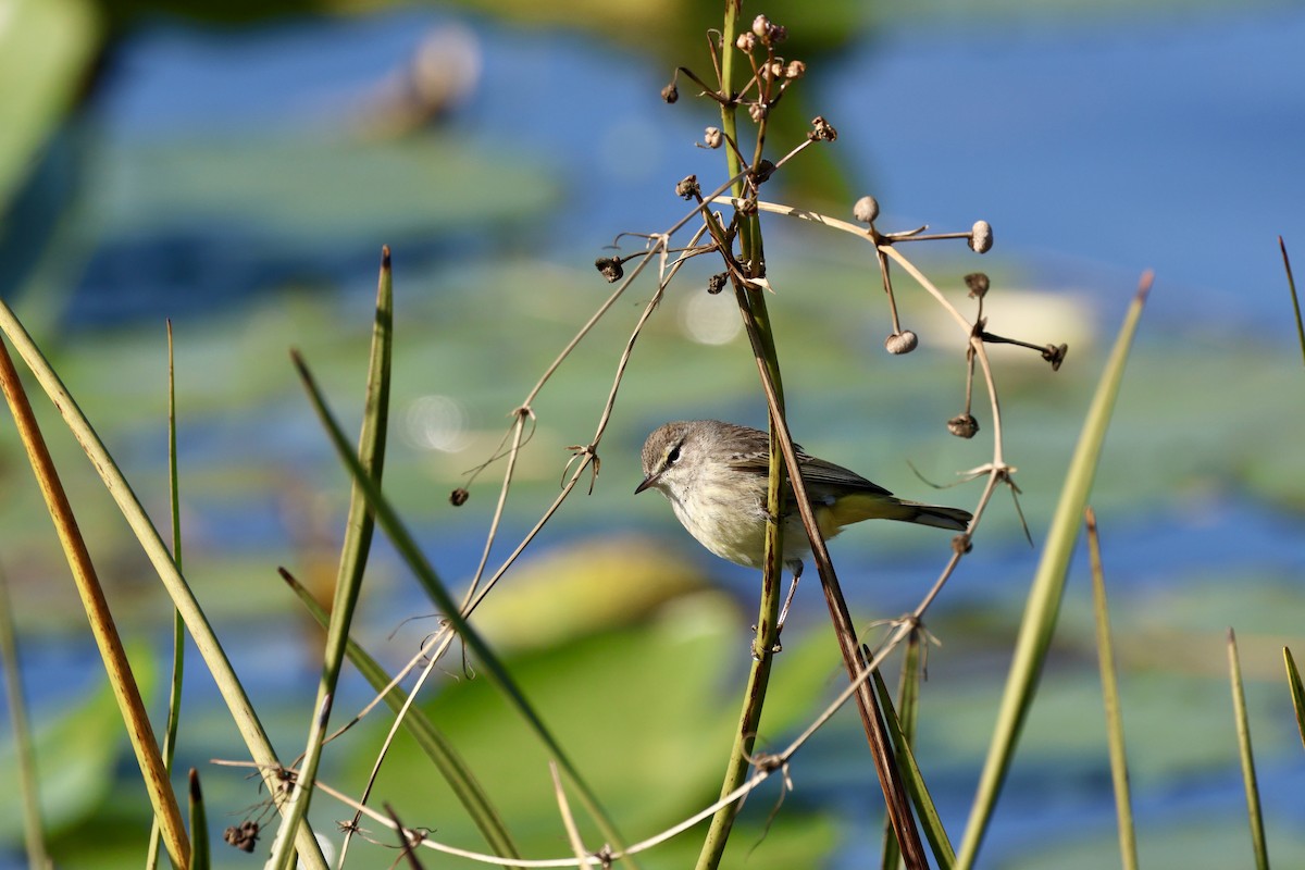 Palm Warbler - ML629113292