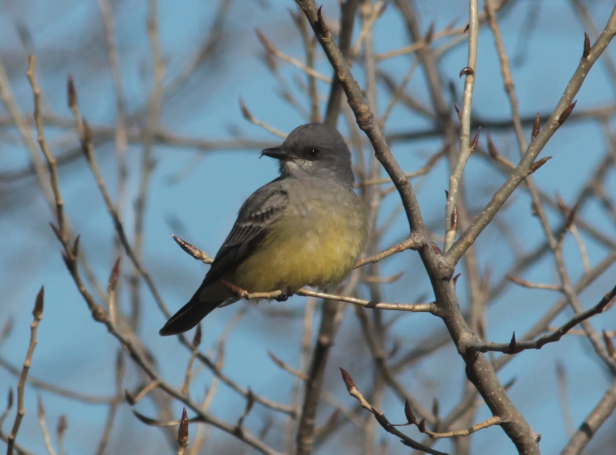 Cassin's Kingbird - ML629113378