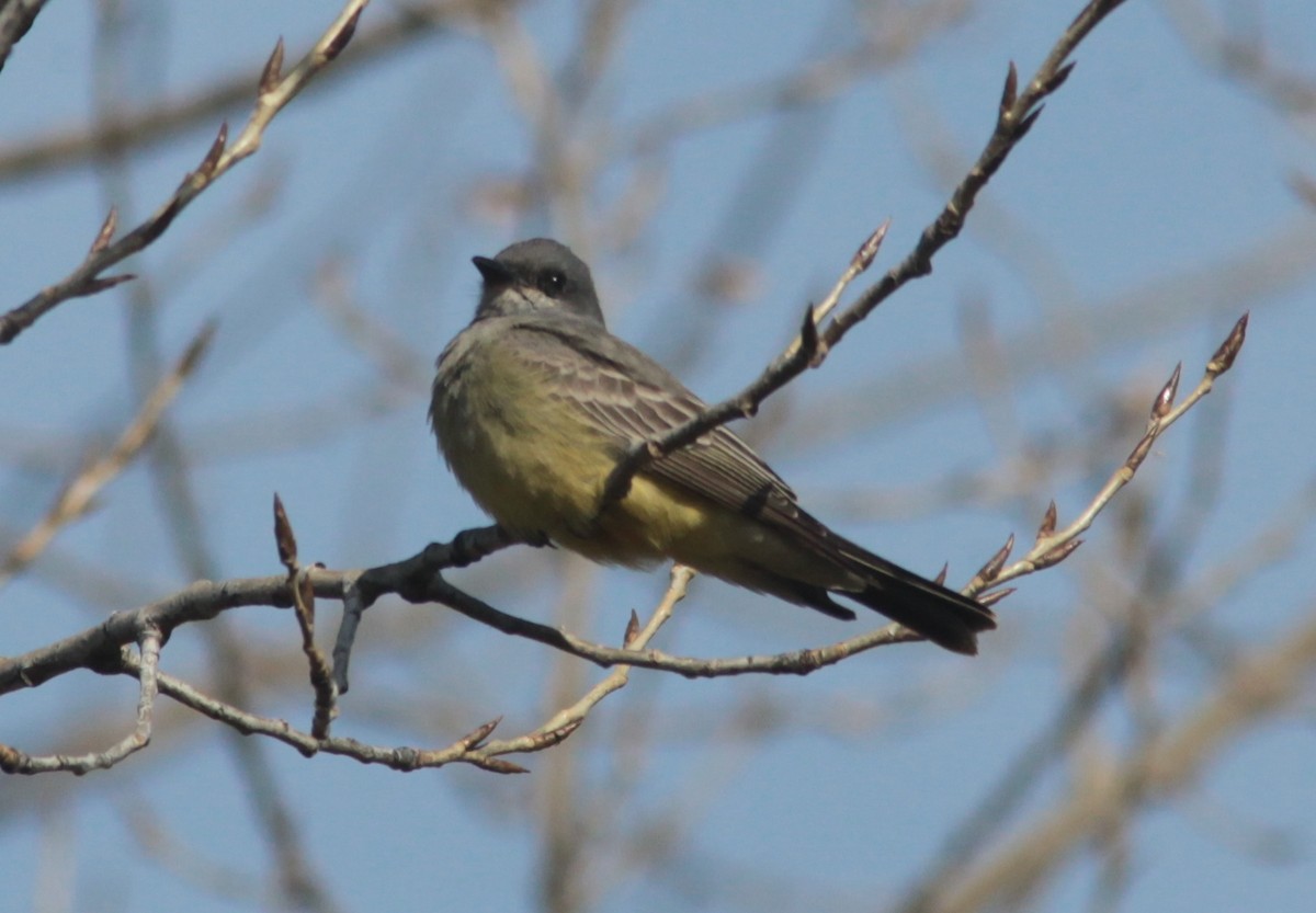 Cassin's Kingbird - ML629113379