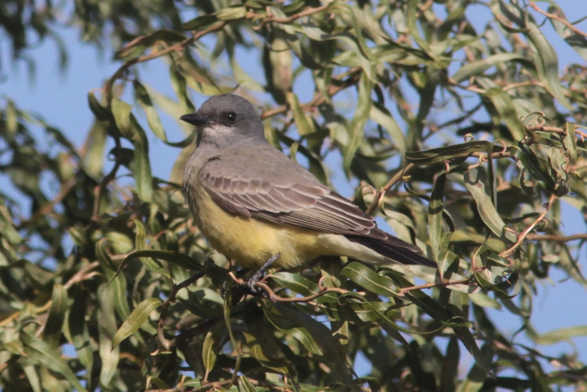 Cassin's Kingbird - ML629113380
