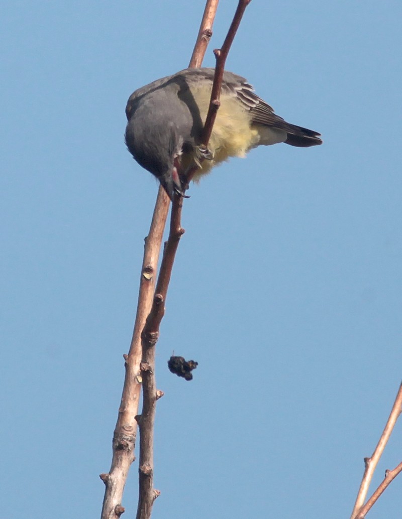 Cassin's Kingbird - ML629113381