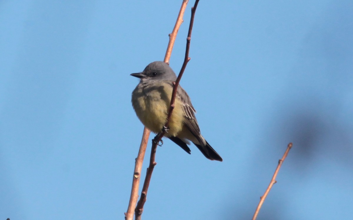 Cassin's Kingbird - ML629113382