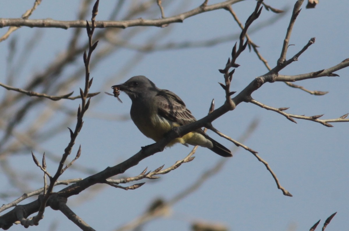 Cassin's Kingbird - ML629113383