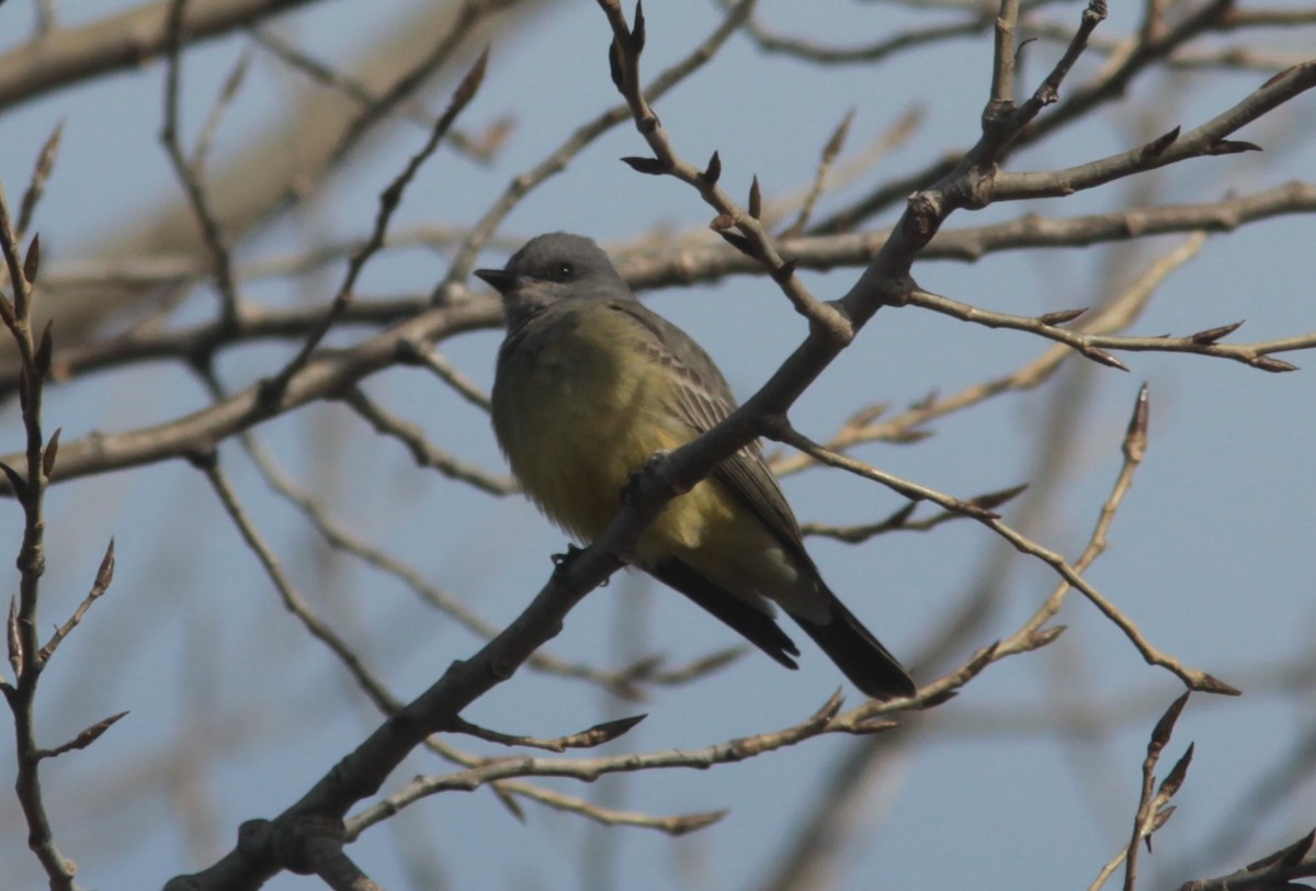 Cassin's Kingbird - ML629113384