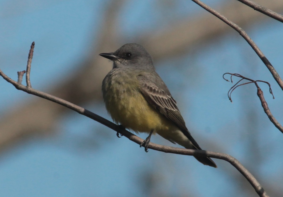 Cassin's Kingbird - ML629113385