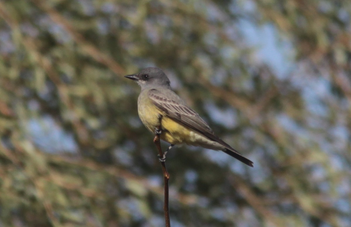 Cassin's Kingbird - ML629113386