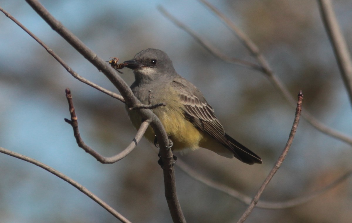 Cassin's Kingbird - ML629113387