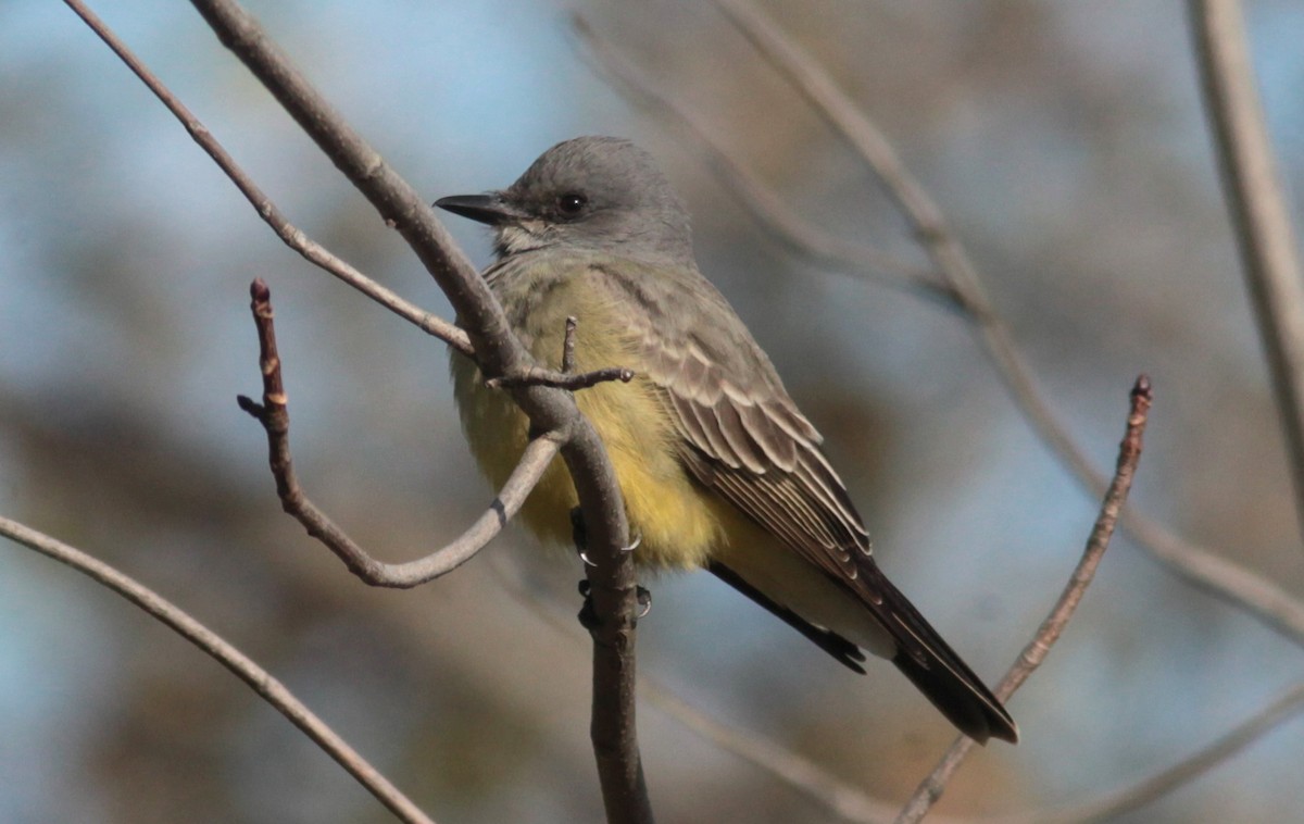 Cassin's Kingbird - ML629113388