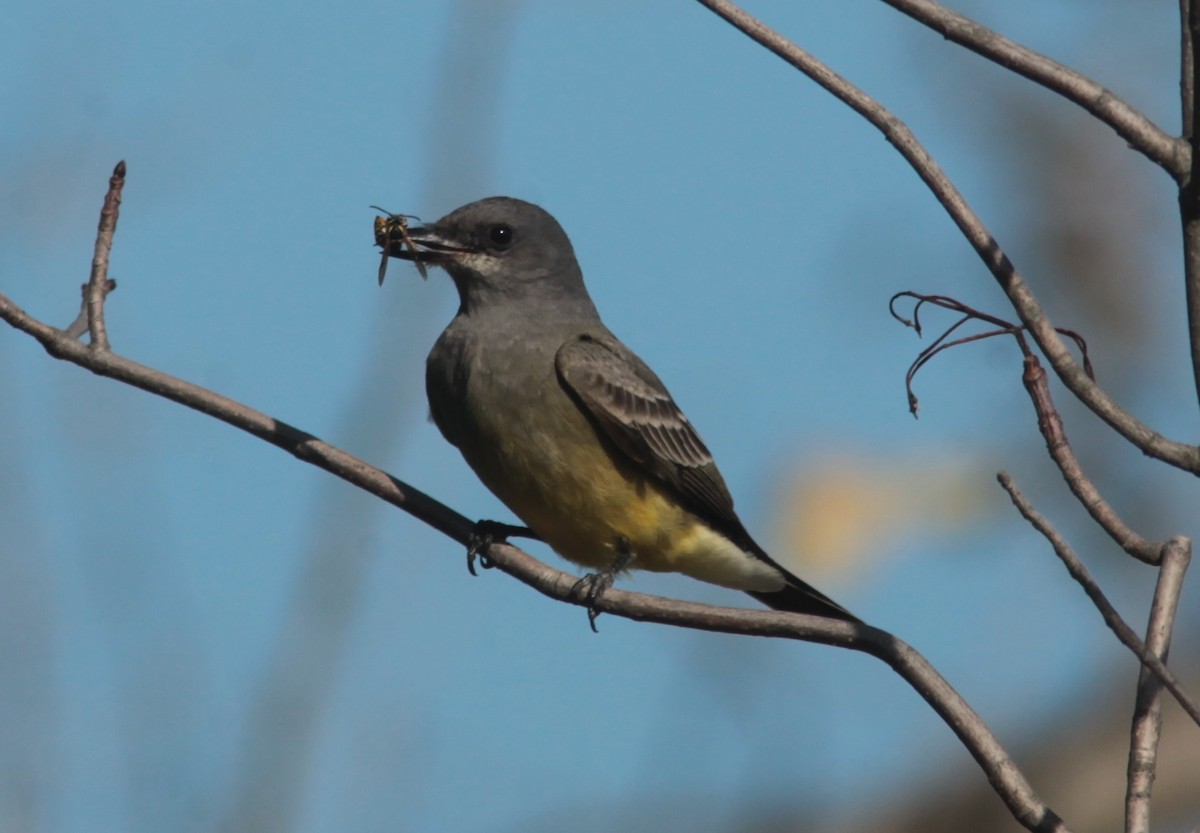Cassin's Kingbird - ML629113389