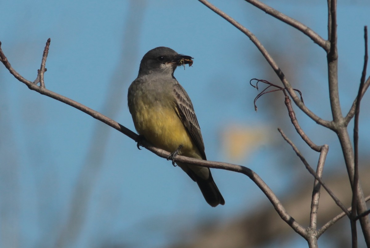 Cassin's Kingbird - ML629113390