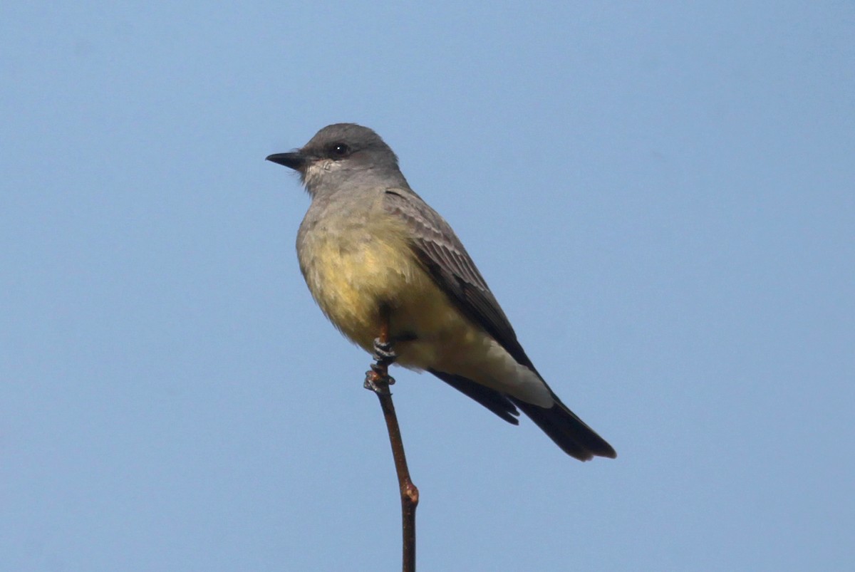 Cassin's Kingbird - ML629113395