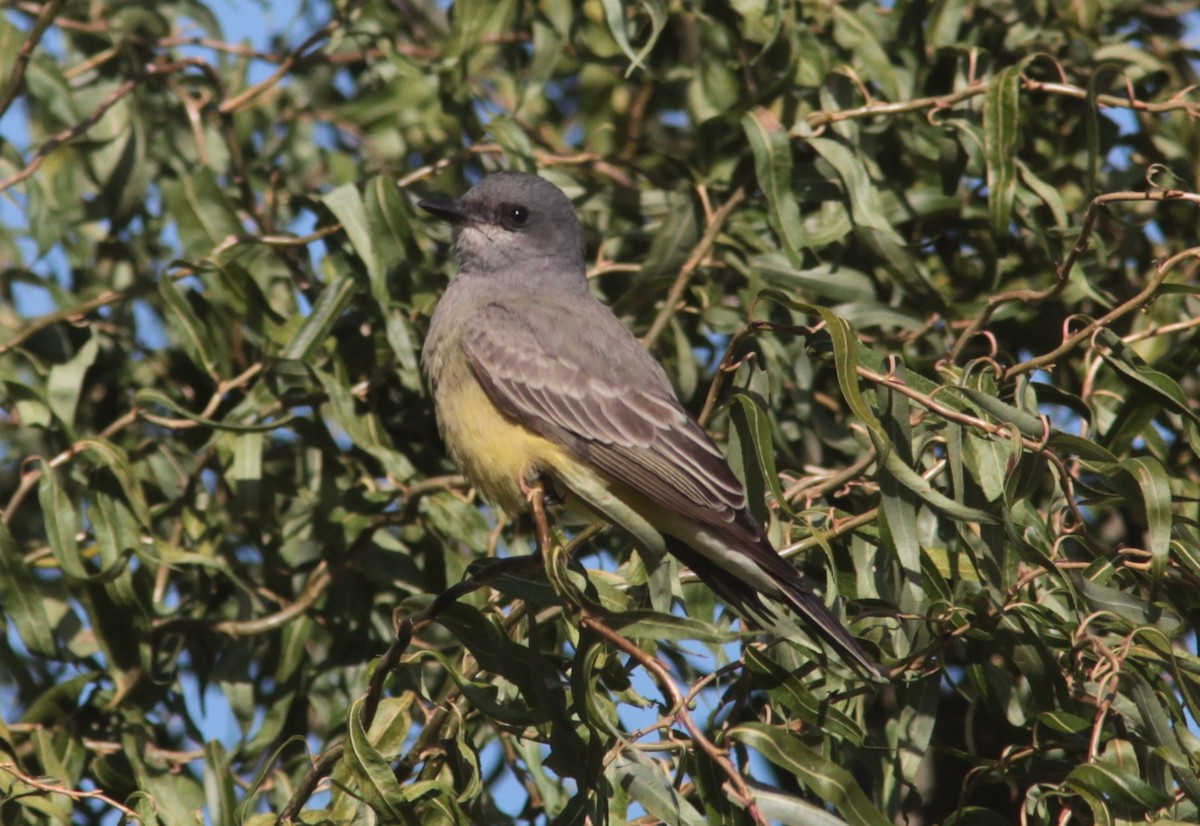 Cassin's Kingbird - ML629113400