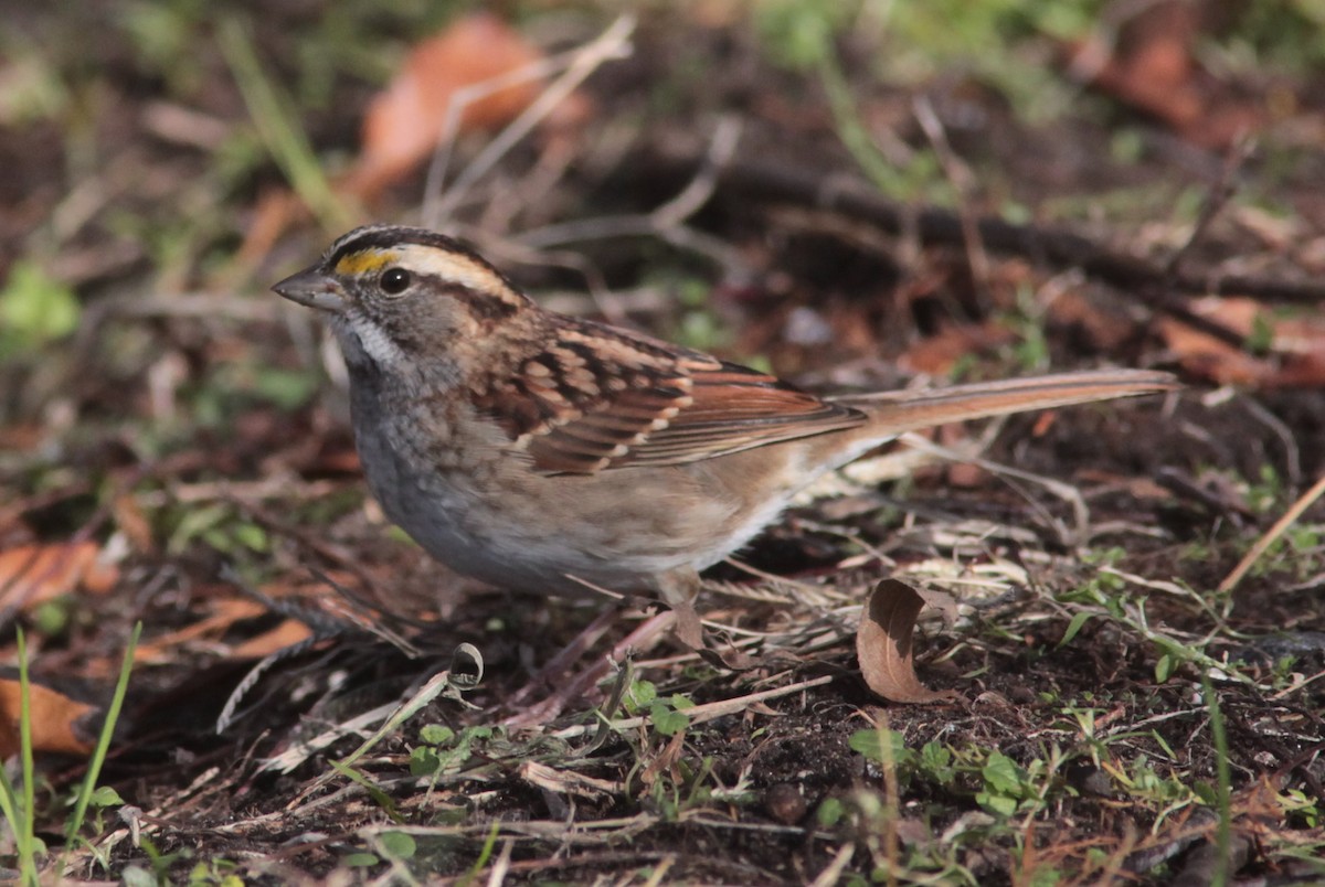 White-throated Sparrow - ML629113405
