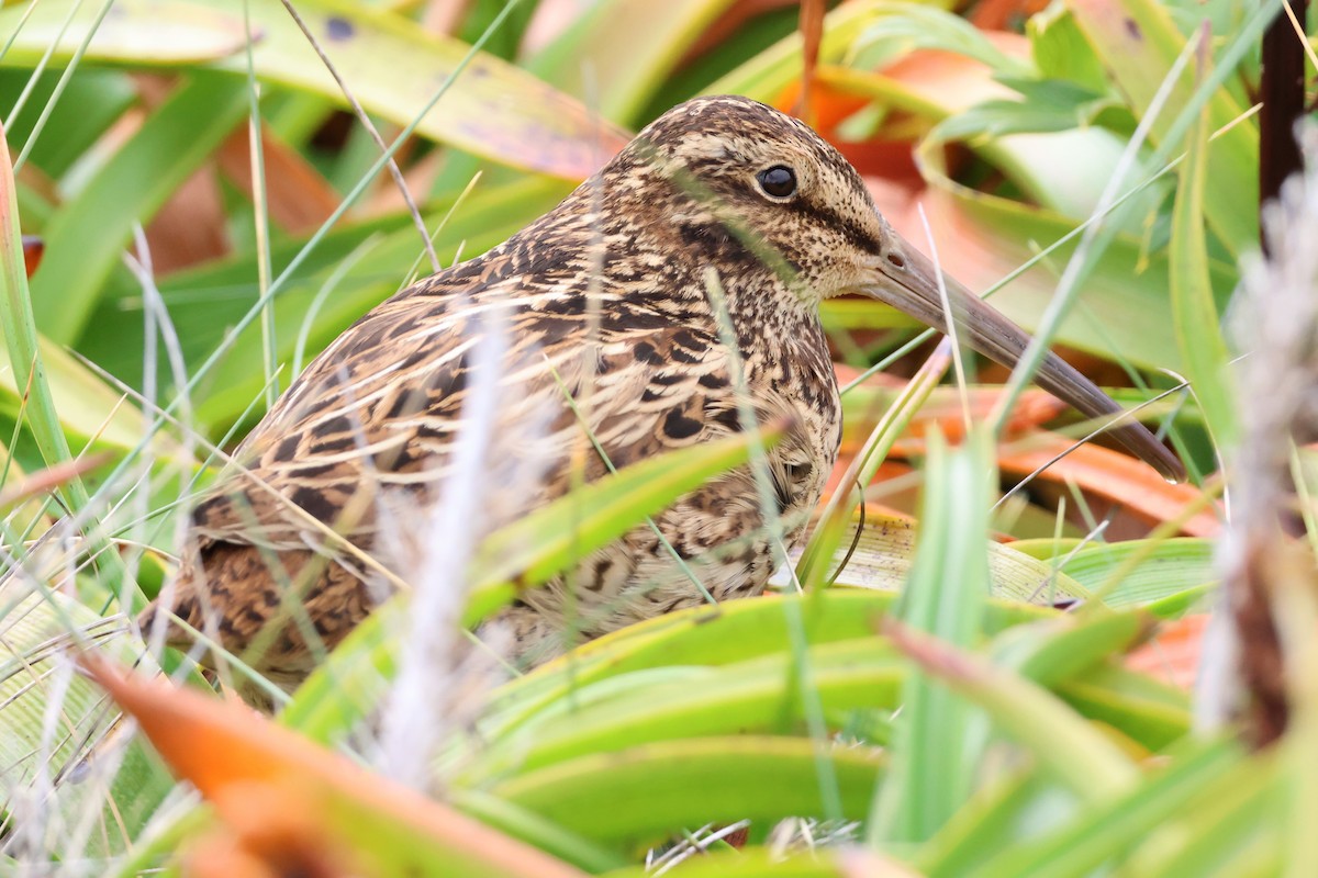 Subantarctic Snipe - ML629113415