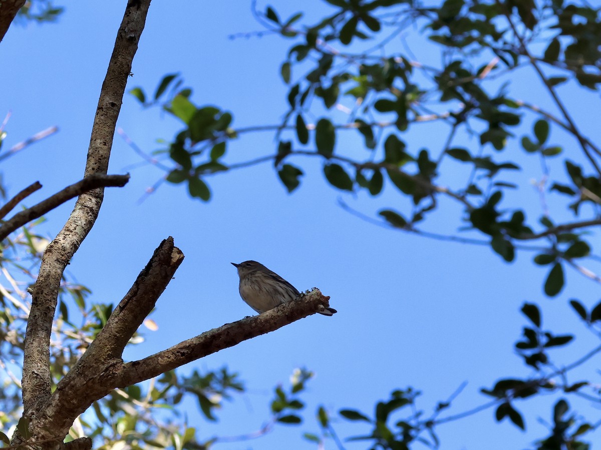 Yellow-rumped Warbler - ML629113441