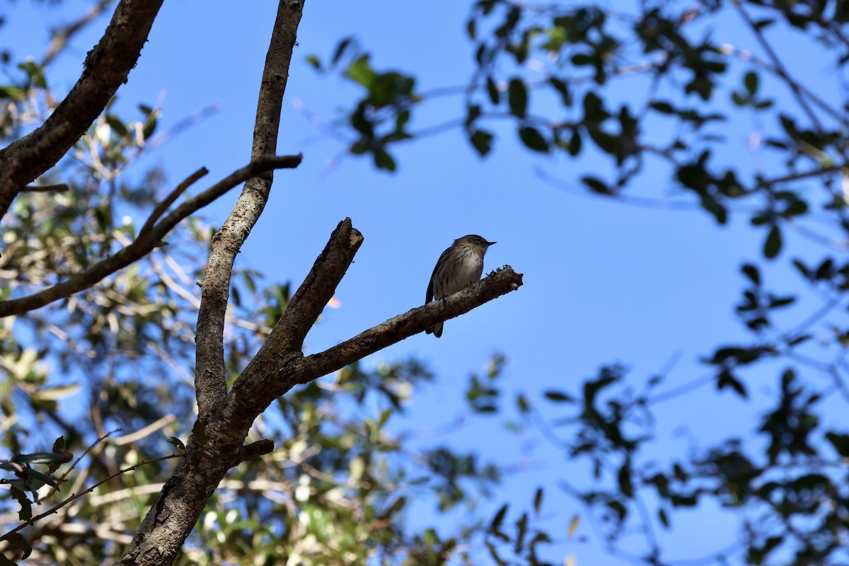 Yellow-rumped Warbler - ML629113442