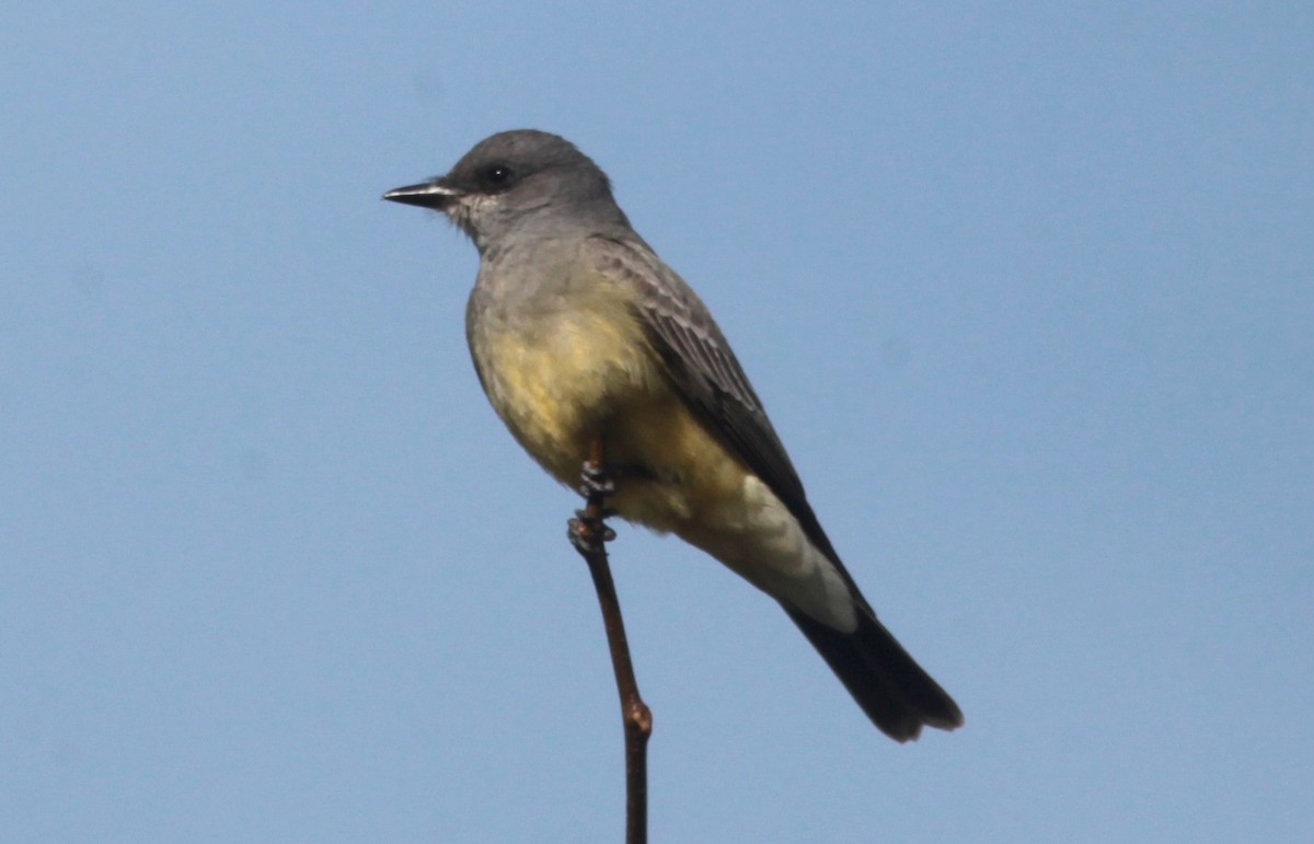 Cassin's Kingbird - ML629113460