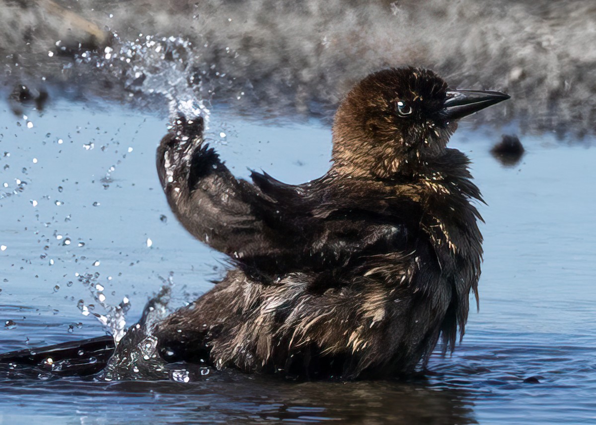 Boat-tailed Grackle - ML629113485