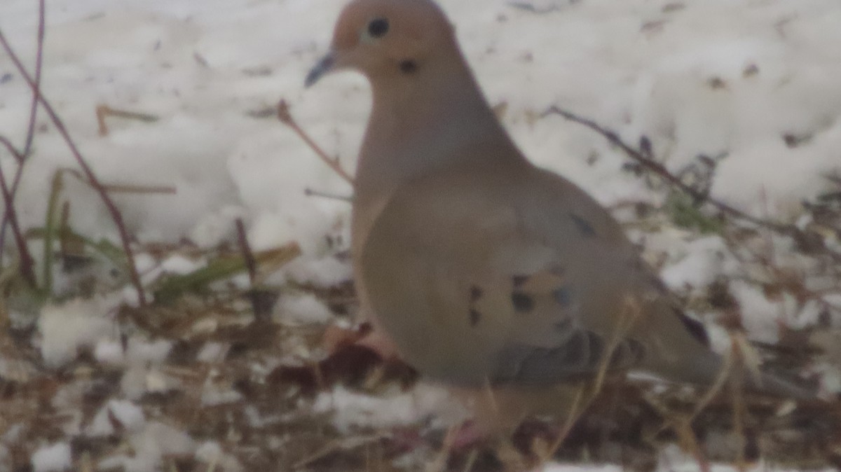 Mourning Dove - ML629113489
