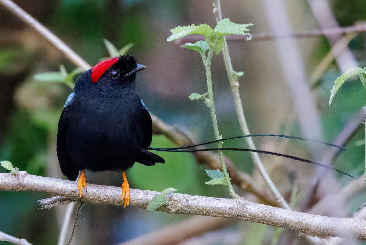 Long-tailed Manakin - ML629113533