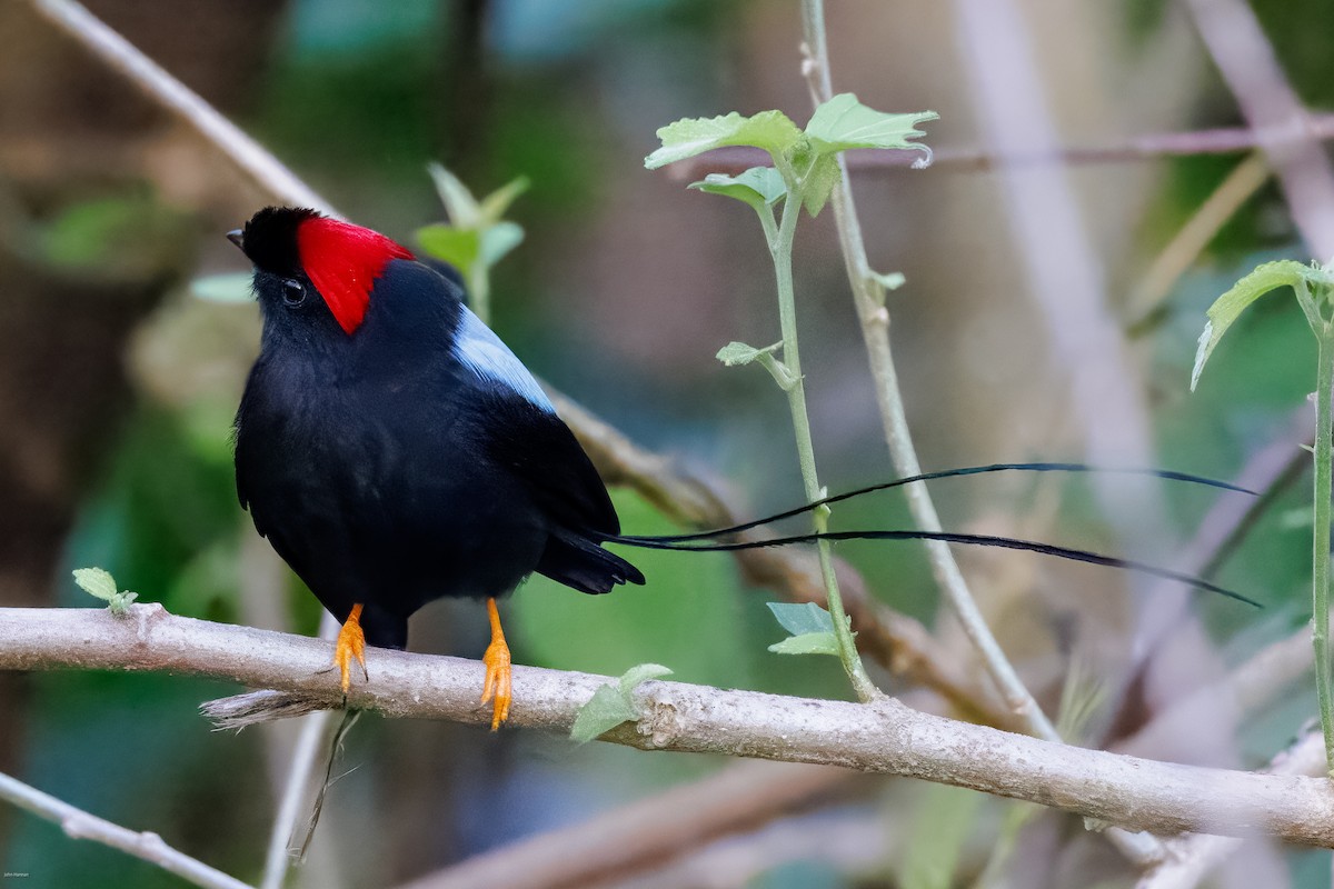 Long-tailed Manakin - ML629113538