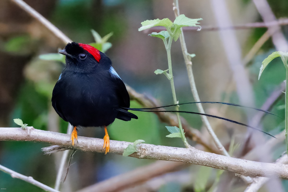 Long-tailed Manakin - ML629113539