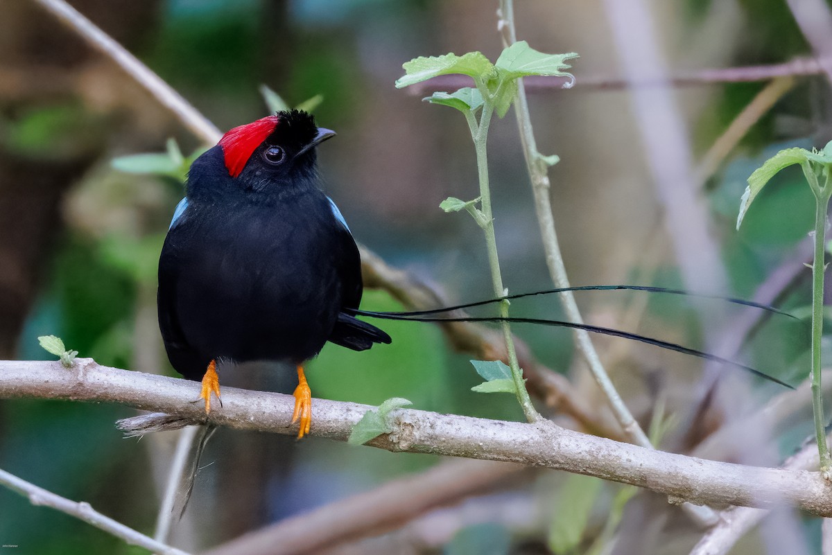 Long-tailed Manakin - ML629113541