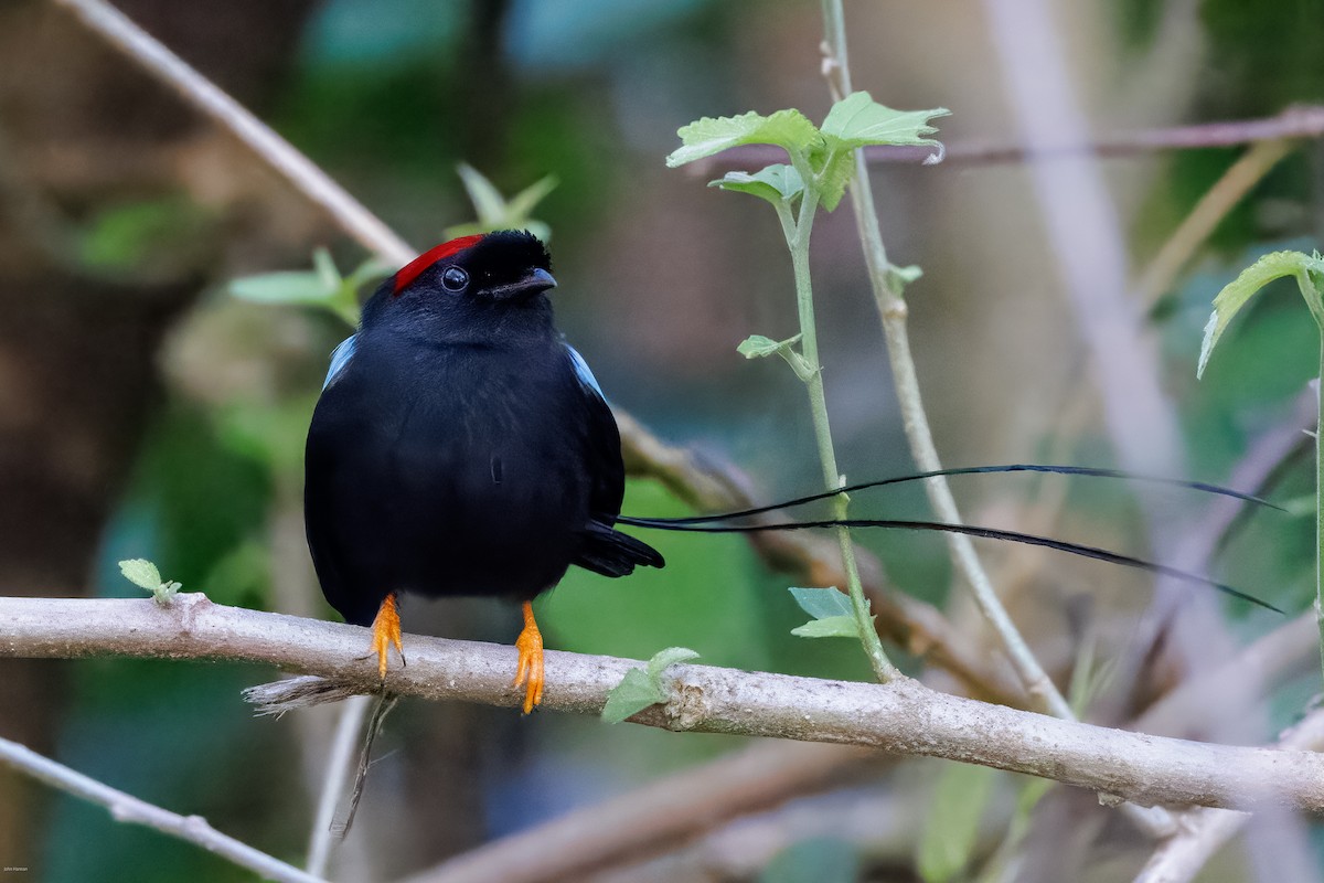 Long-tailed Manakin - ML629113542