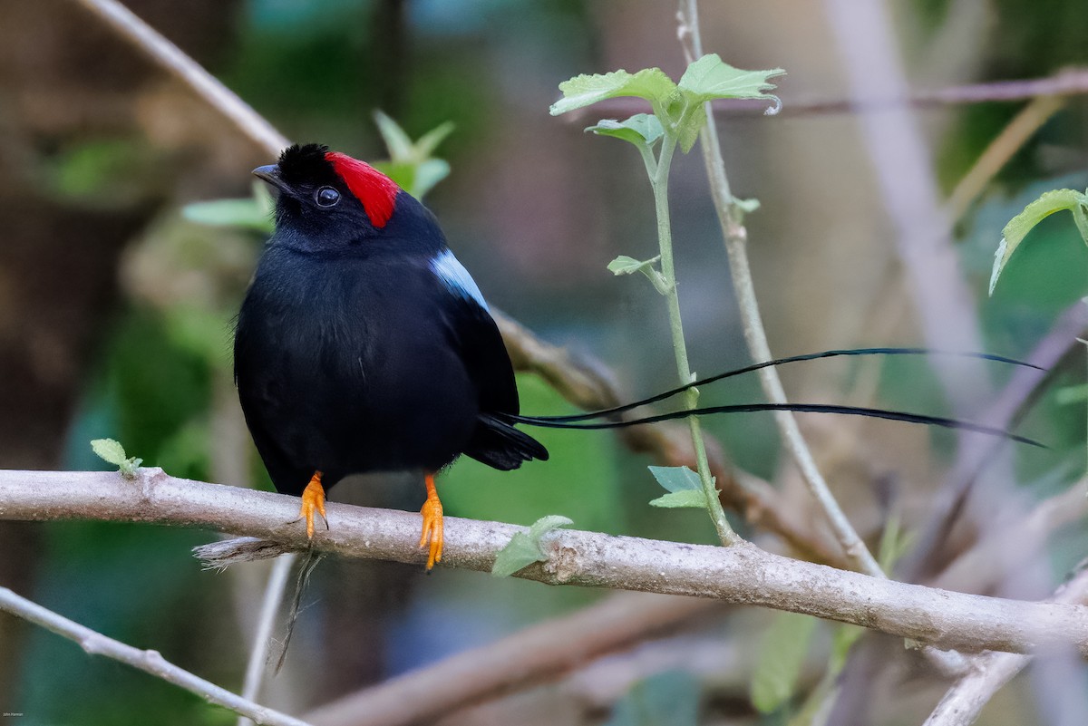 Long-tailed Manakin - ML629113543