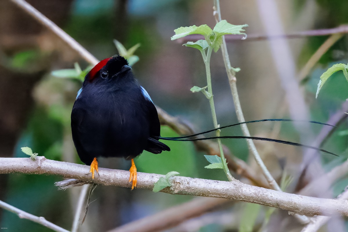 Long-tailed Manakin - ML629113545