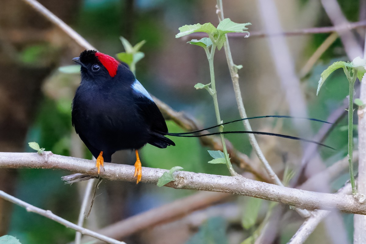 Long-tailed Manakin - ML629113547