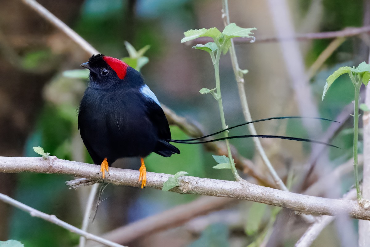 Long-tailed Manakin - ML629113548