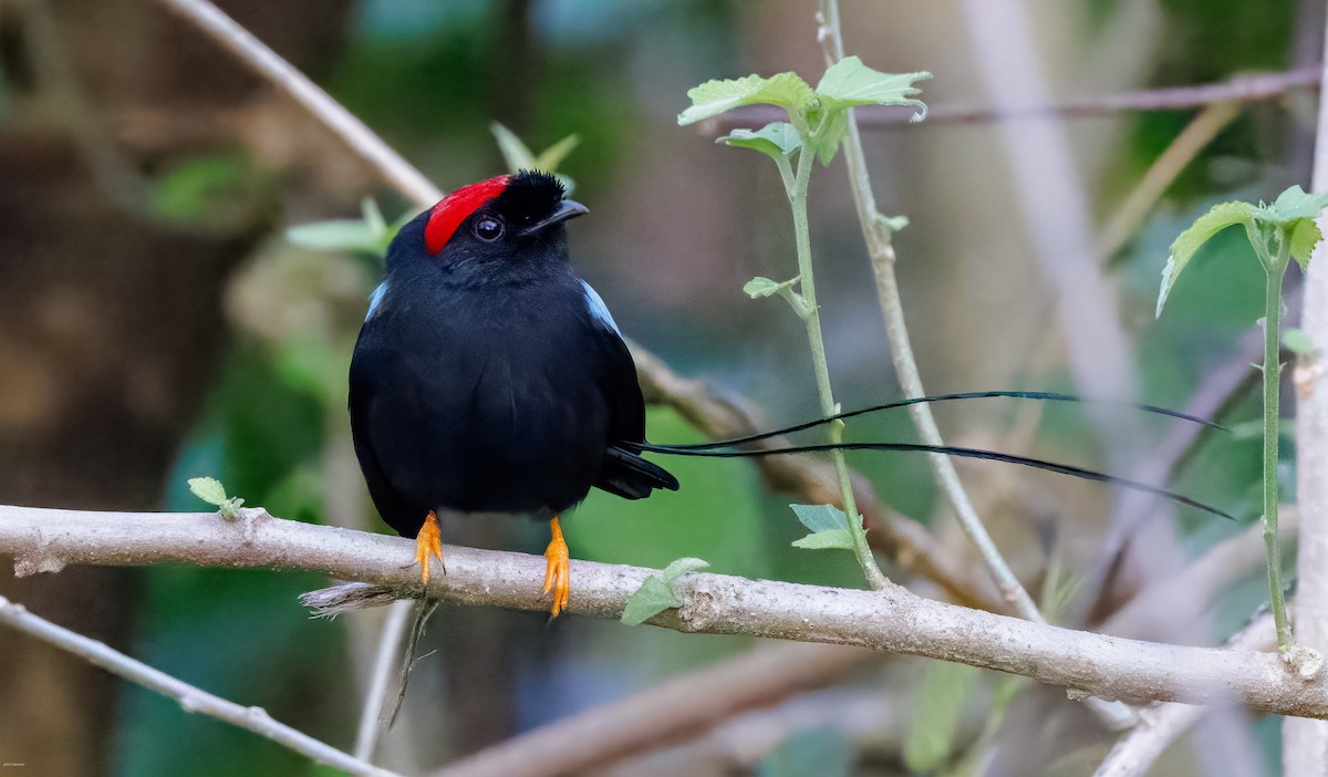 Long-tailed Manakin - ML629113549