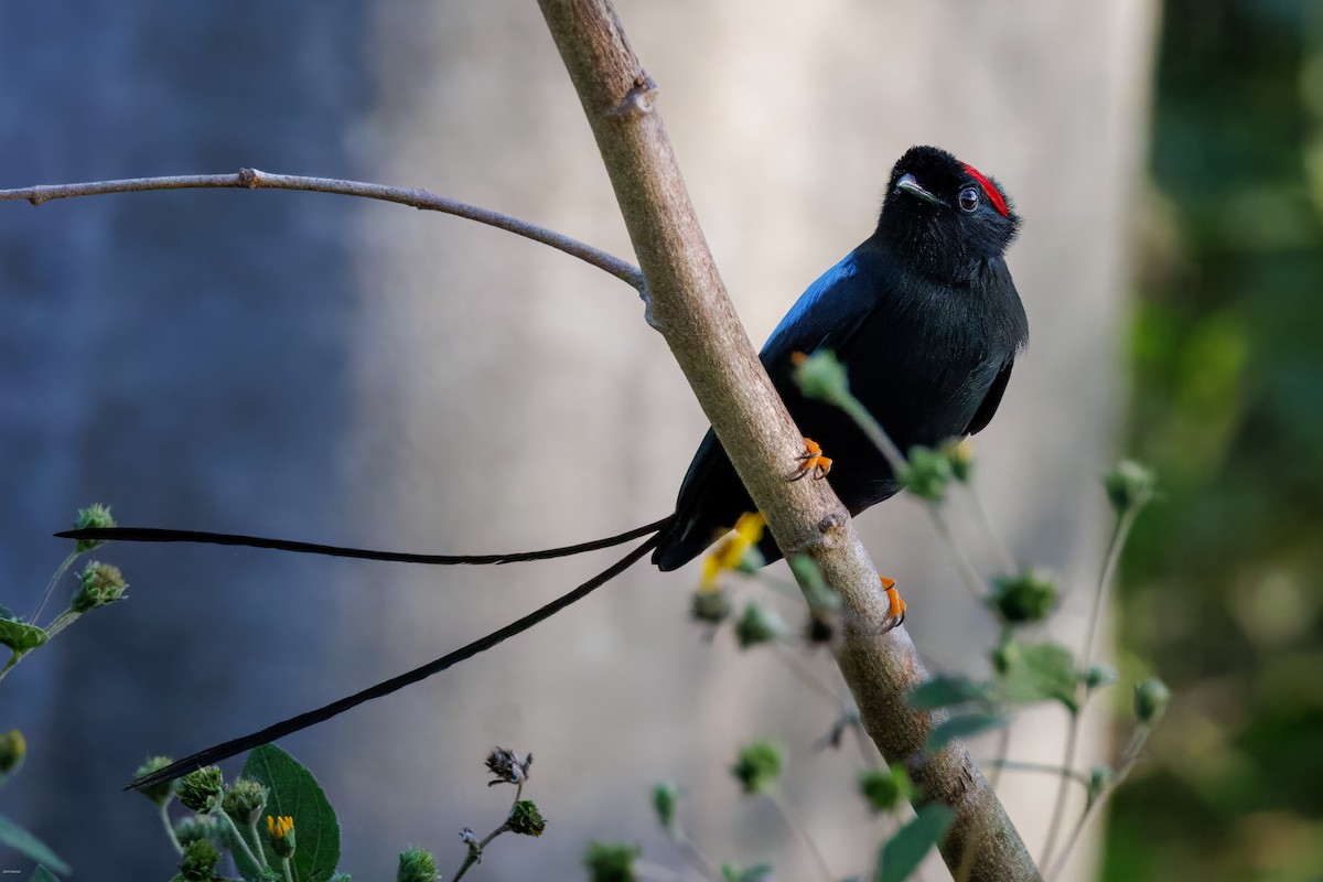 Long-tailed Manakin - ML629113550