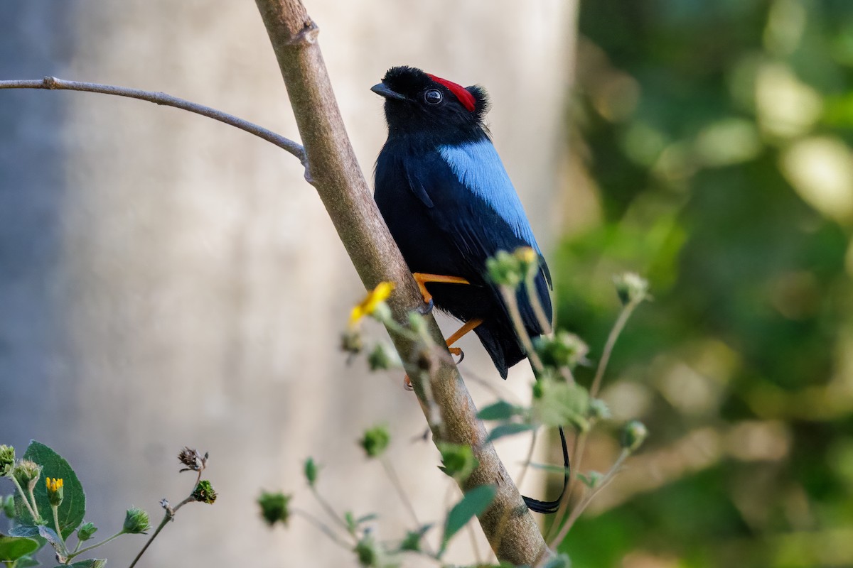 Long-tailed Manakin - ML629113551