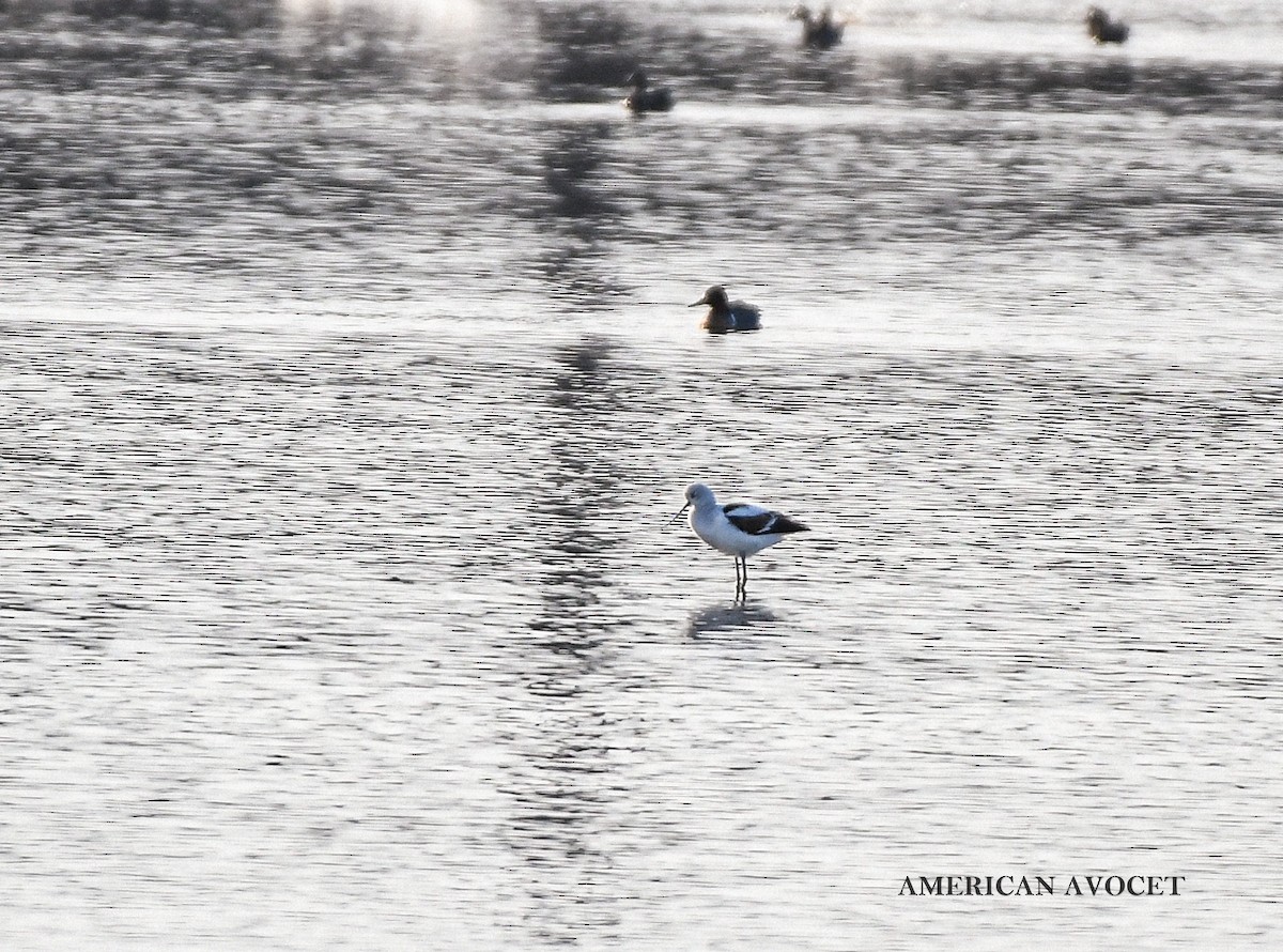 American Avocet - ML629113611