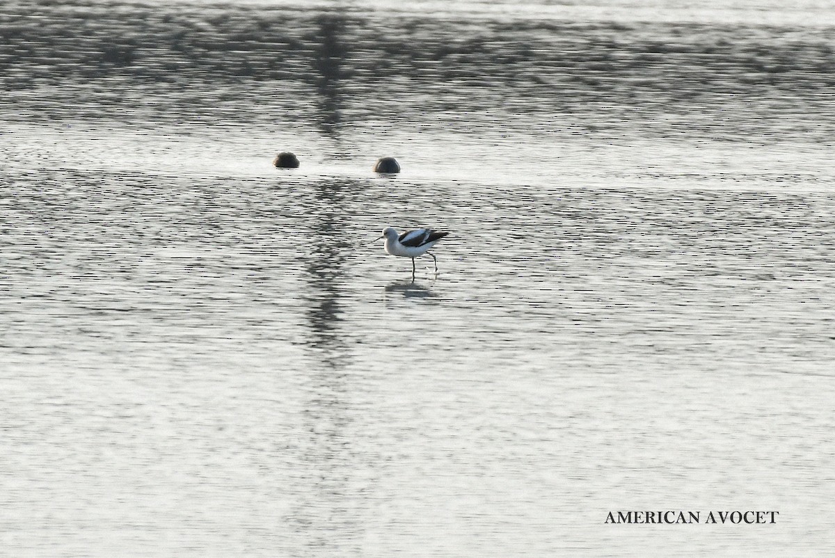 American Avocet - ML629113612