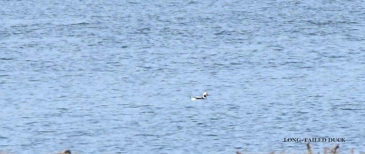 Long-tailed Duck - ML629113746