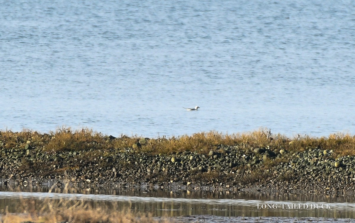 Long-tailed Duck - ML629113747