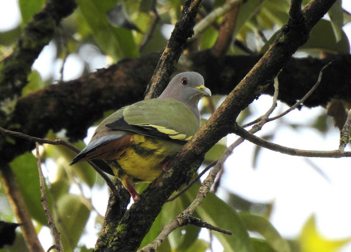 Pink-necked Green-Pigeon - ML629113754