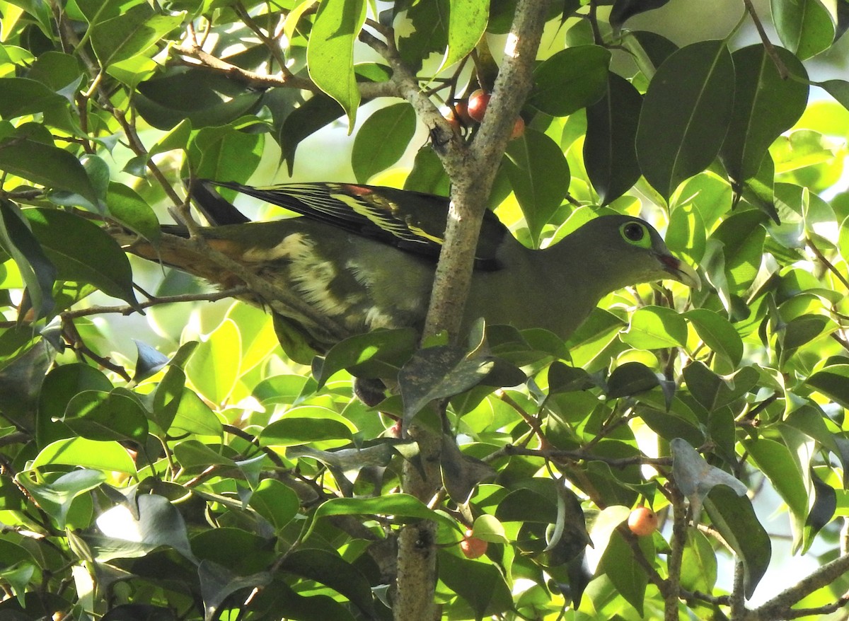 Thick-billed Green-Pigeon - ML629113776