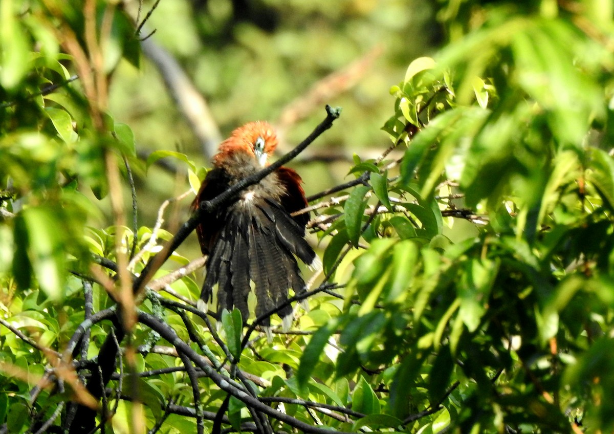 Raffles's Malkoha - ML629113784