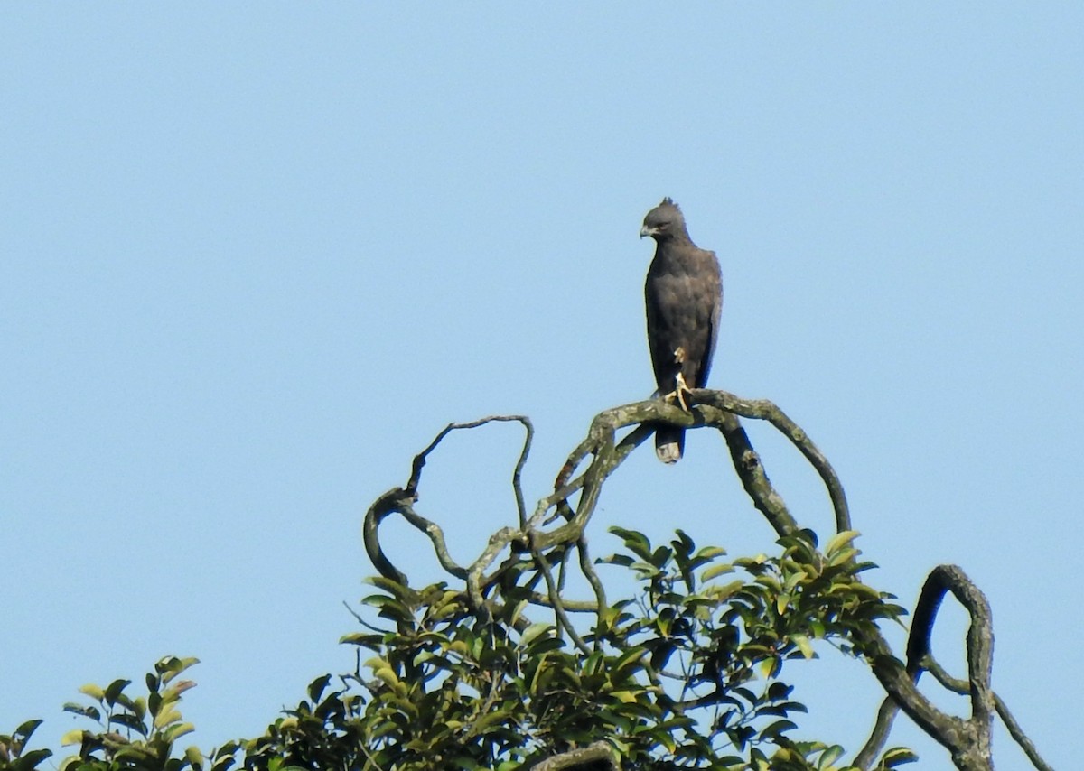 Changeable Hawk-Eagle (Changeable) - ML629113792